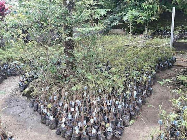 Lingga Terima Ribuan Bibit Petai dan Jengkol