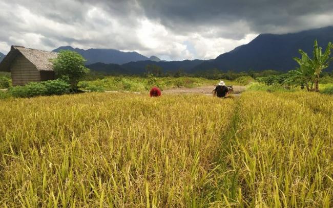 Satu Hektare Sawah Petani Panggak Darat Hasilkan 4,32 Ton, Kades Harap Bisa Lebih