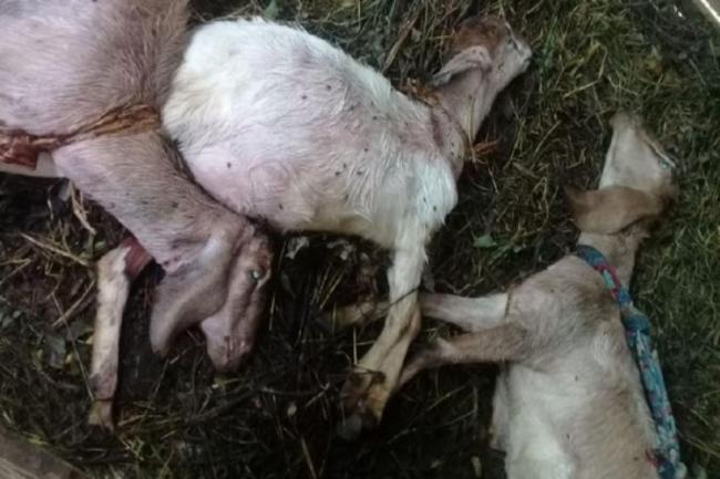 Puluhan Kambing di Kuningan Mati Misterius