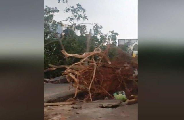 Dahsyatnya Puting Beliung di Bengkong, Akar Pohon sampai Tercerabut