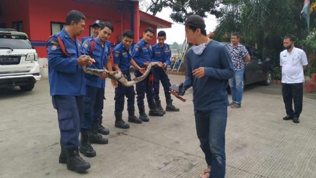 Lilit ABG di Tangsel hingga Tewas, Ular Sanca Ini Akhirnya Ditangkap
