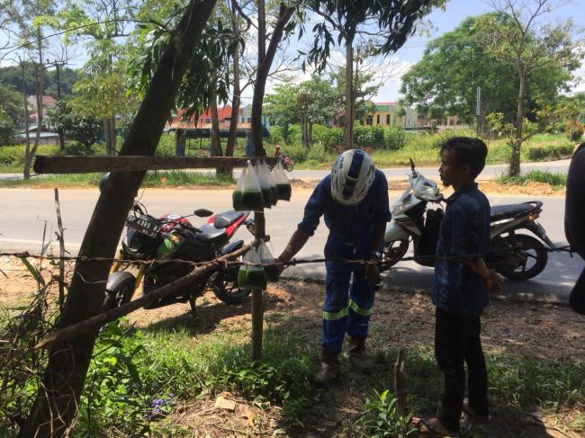 Kisah Regar Si Penjual Lumut
