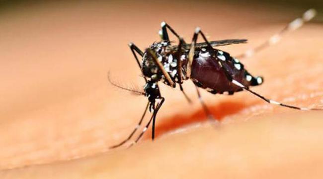 Batam Waspadai Virus Zika, Ini Komentar Kadis Kesehatan Batam