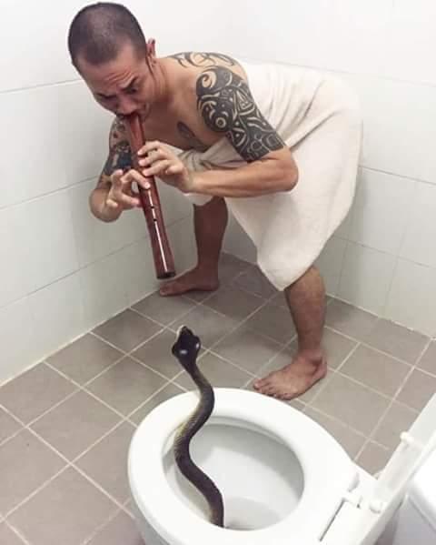 Horor! Kemaluan Seorang Pria Dipatuk Ular Saat di Toilet, Meme-nya ini Justru Bikin Ketawa 