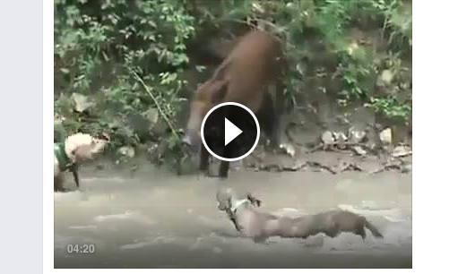 [VIDEO] Aksi Dramatis Anjing Pemburu Tumbangkan Babi Hutan