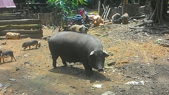 Soal Babi di Duriangkang, BP Batam Minta Bantuan Instansi Lain