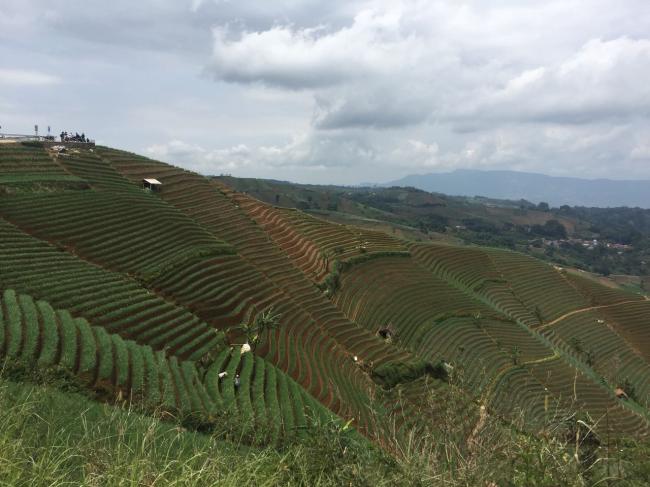 Area Sawah dan Ladang Berundak yang Memesona di Majalengka
