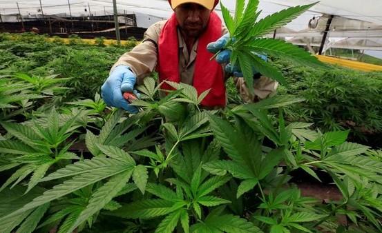 Mentan Tetapkan Ganja Sebagai Tanaman Obat Binaan