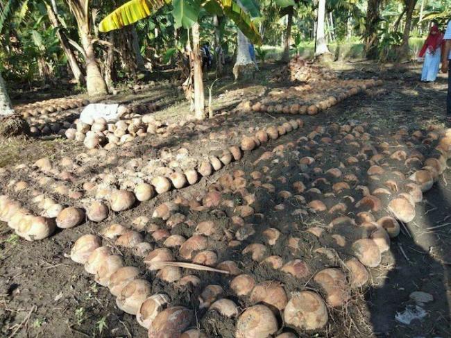 Kelapa Kopyor Cocok Dikembangkan di Lingga