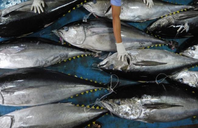 Indonesia Jadi Sumber Terbesar Tuna Dunia, Disini Lokasinya