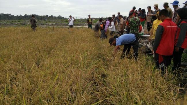 Kades Yakin, Panen Sawah Terbesar di Lingga