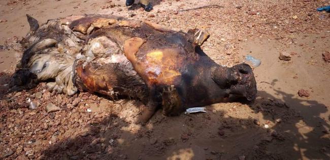 Dua Ekor Ikan Duyung Mati Membusuk di Pantai Tanjungpinang