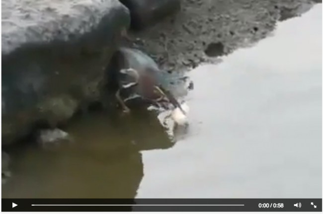 [VIDEO] Saksikan Cara Burung Ini Memancing Ikan di Luar Dugaan
