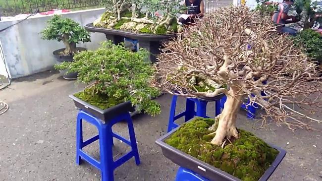 Ayo, Saksikan Pameran Bonsai di Bintan Expo 6 April di Tanjungpinang
