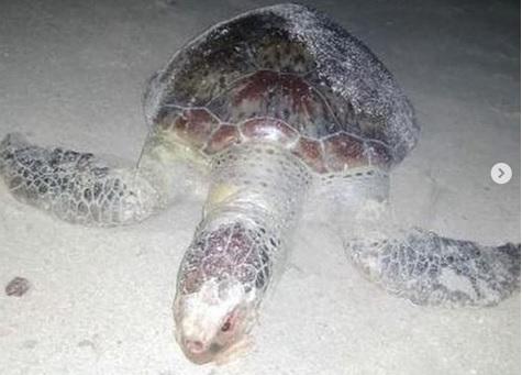 Penyu Mati di Pantai Trikora, Diduga Tercemar Limbah