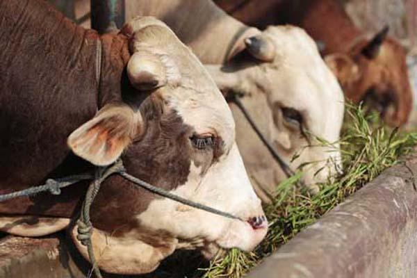 Peternak Sapi di Midai Resah Indikasi Pungli Pengurusan SKKH