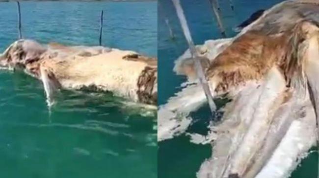 Monster Laut Natuna Akhirnya Dikuburkan, Petugas Pakai Excavator
