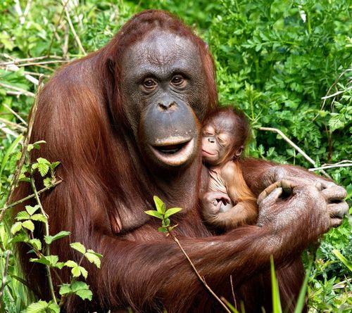 Nasib Tragis Orang Utan, Diperkosa hingga Jadi PSK