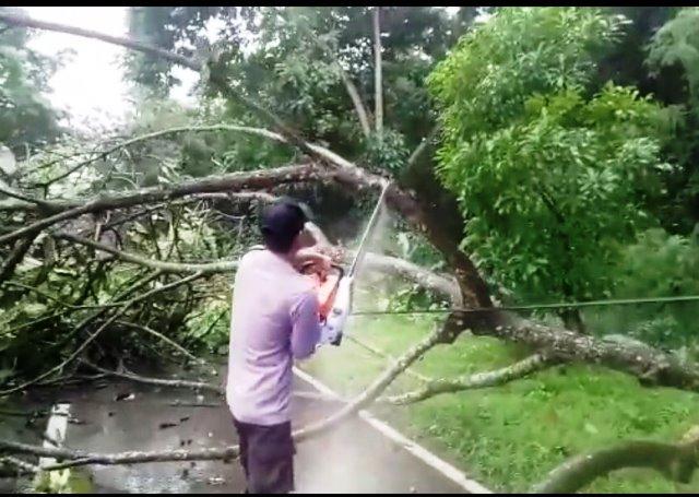 Pohon Tumbang Tutup Ruas Jalan Sukajadi