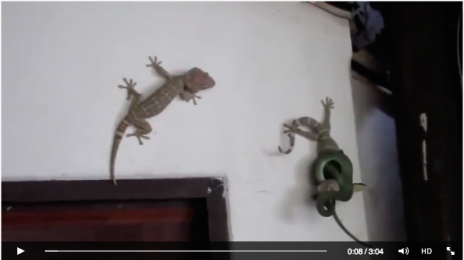 [VIDEO] Tokek Serang Ular yang Melilit Temannya