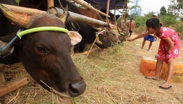 Fix! Dewan Setujui Ranperda Usaha Ternak dan Keswan di Batam