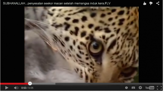 [VIDEO] Mengharukan, Usai Terkam Induk Kera hingga Tewas, Cheetah Ini Menyesal