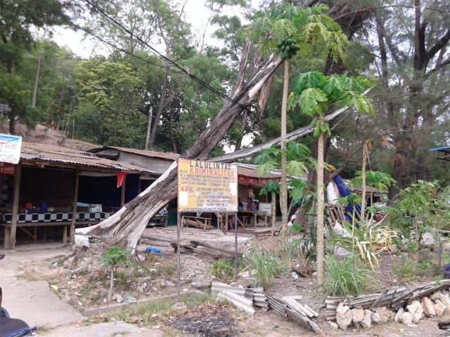 Pohon Ini Dibiarkan Tumbang dan Ancam Keselamatan Warga Batam