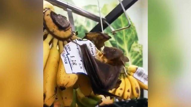 Kelelawar Menyusup Incar Pisang di Supermarket NTUC Singapura