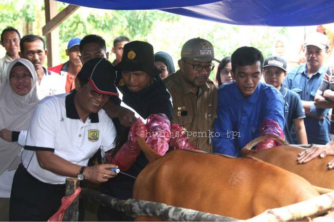Dirjen Peternakan ke Tanjungpinang Bicara Sapi Wajib Bunting