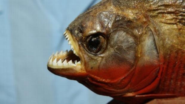 Dituduh Rencanakan Kudeta, Jenderal Korut Dieksekusi Mati dengan Piranha
