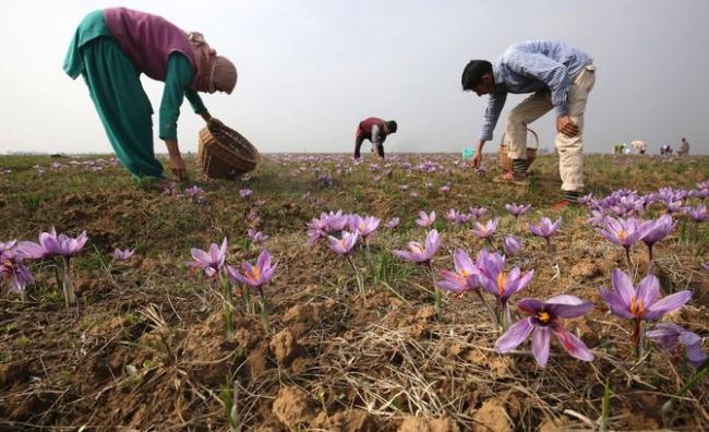 Penampakan Saffron, Rempah Termahal di Dunia