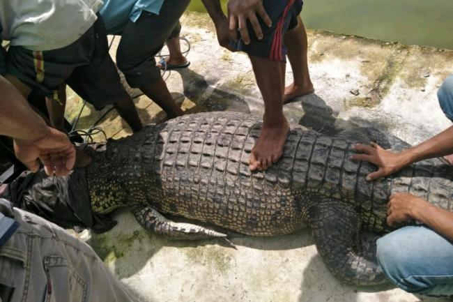 Penampakan Buaya 4 Meter Ditangkap Warga Panggak Laut di Lingga