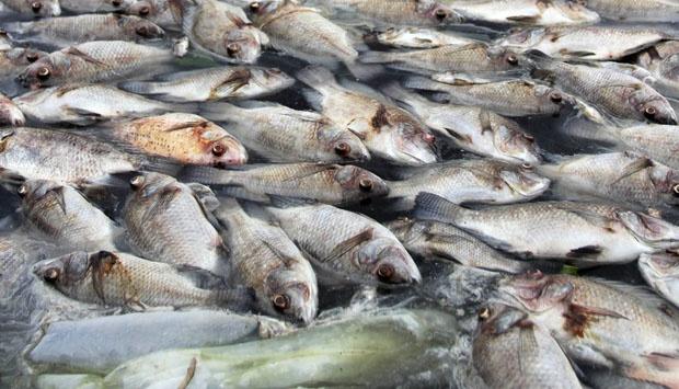 Ribuan Ekor Ikan Mati Mendadak, Petani Keramba di Bintan Merugi Belasan Juta