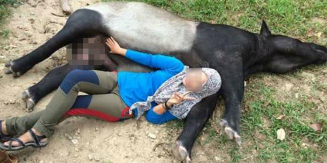 Foto Cewek Berjilbab Tidur Bersama Tapir Jadi Viral Media Sosial