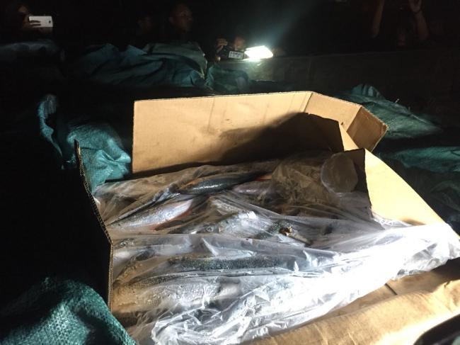 Penampakan Ikan Beku Diduga Umpan di Kapal Win Long