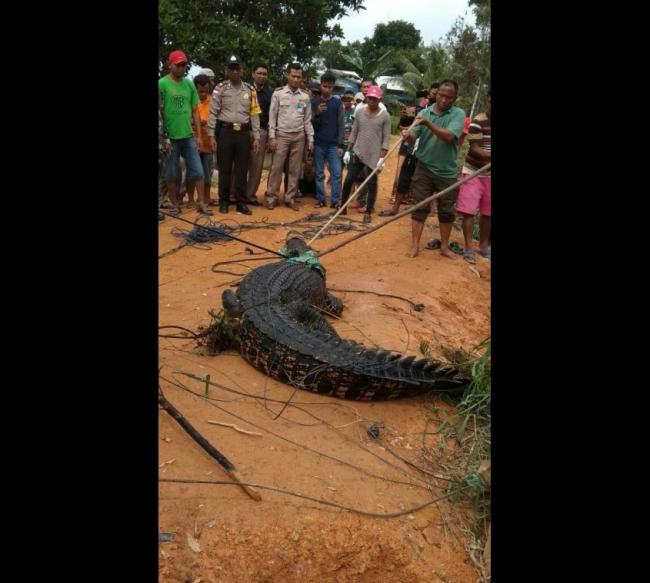 Cari Biawak, Wardi Malah Jerat Buaya 4 Meter di Bintan