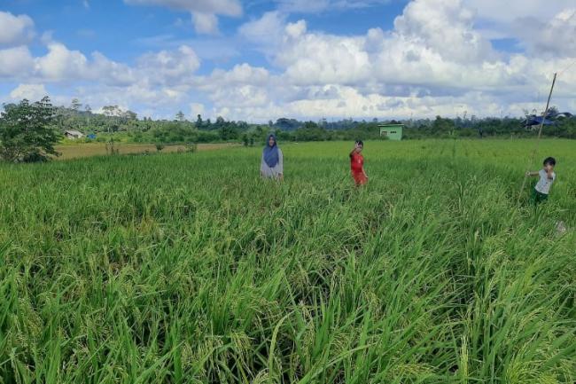 Petani Panggak Darat di Lingga Batal Gelar Pesta Panen Padi Akibat Corona