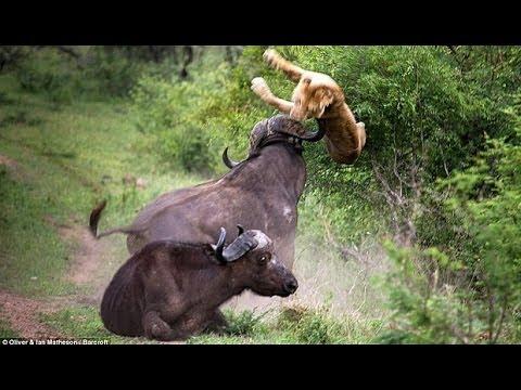 [VIDEO] Singa Diseruduk Kawanan Banteng hingga Terbang ke Udara dan Tewas