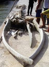Ada Penampakan Sosok Langka di Pantai Sisi Natuna