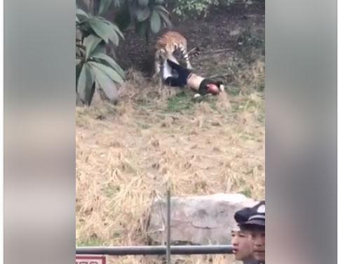 Harimau Terkam Seorang Pria, Pengunjung Kebun Binatang Histeris