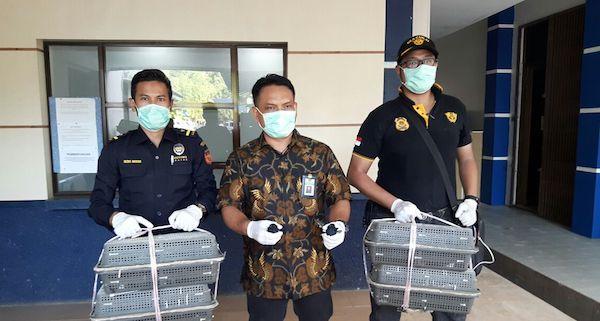 Penyelundup Burung Murai Kandaskan Speedboat dan Kabur