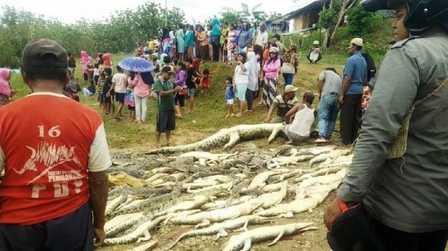 Bantai Ratusan Buaya, Warga Sorong yang Terlibat Akan Dipidana