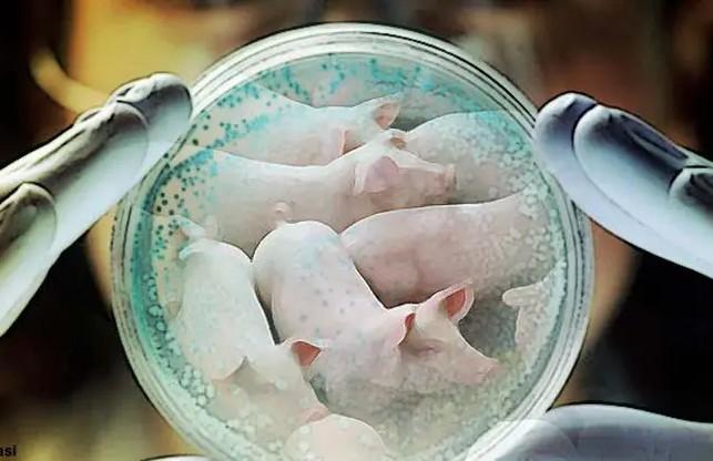 Mengenal Penyakit, Ciri-ciri dan Gejala Virus Flu Babi G4