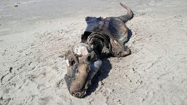 Seonggok Makhluk Misterius Terdampar di Pantai Wales