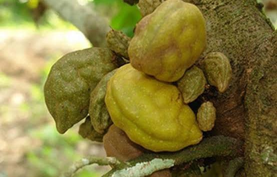 Mengenal Buah Namnam dan 5 Manfaatnya, Apa Saja?