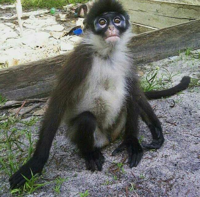 Kebakaran Hutan Natuna Kian Mengerikan, Monyet Langka Masuk Kampung