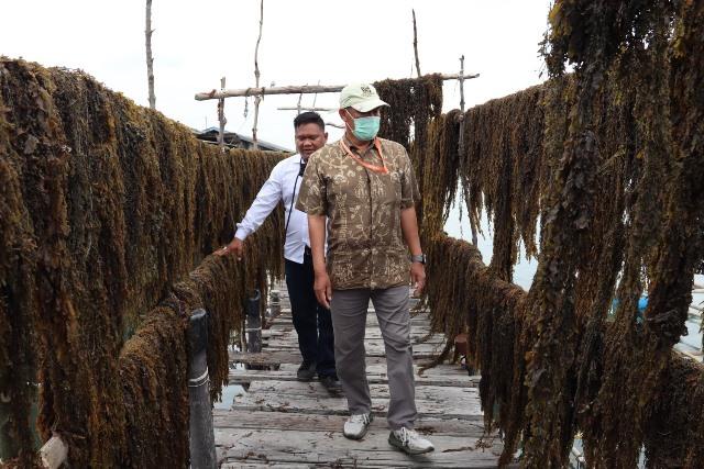 PLN Batam Tingkatkan Perekonomian Masyarakat Kepulauan Melalui Budidaya Rumput Laut