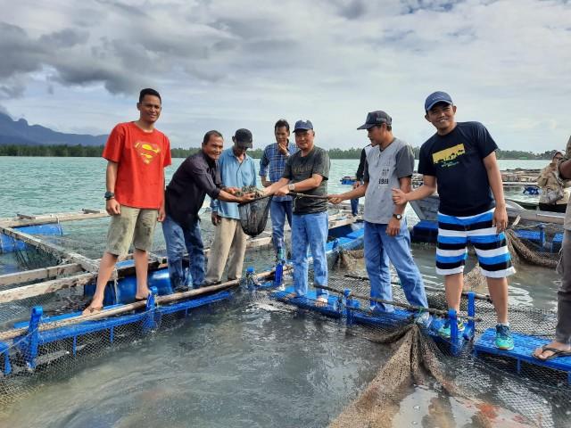 Diskan Lingga Panen 1,7 Ton Kerapu Catang di Desa Mepar
