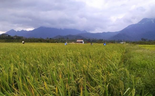 Dinas Pariwisata Lingga Kembangkan Panggak Darat Jadi Kampung Wisata Sawah