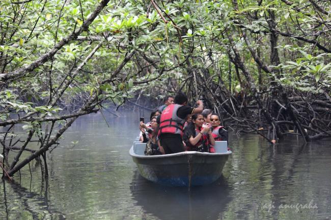 Menguak Isi Hutan Mangrove Sungai Sebong Bintan yang Memesona